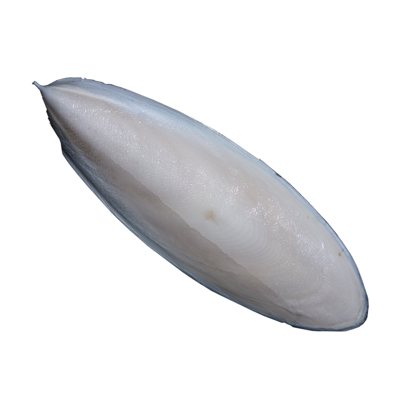 Samandar Jhag, Kaf e darya(Cuttlefish Bone)