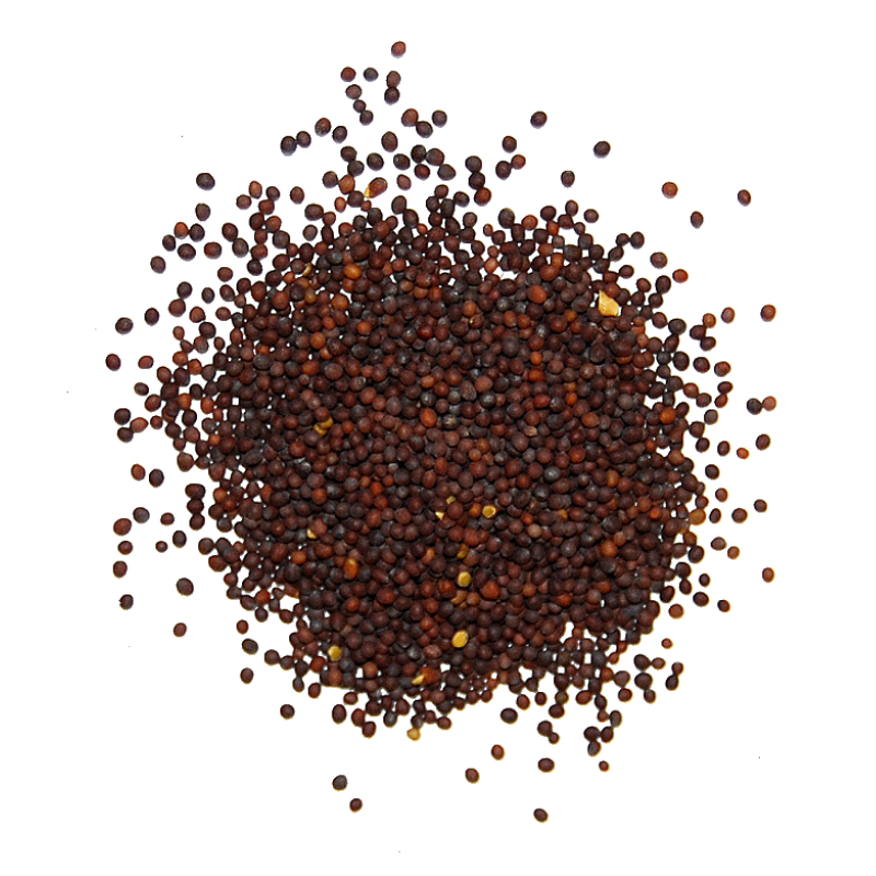 Black Mustard (Kali Sarson)