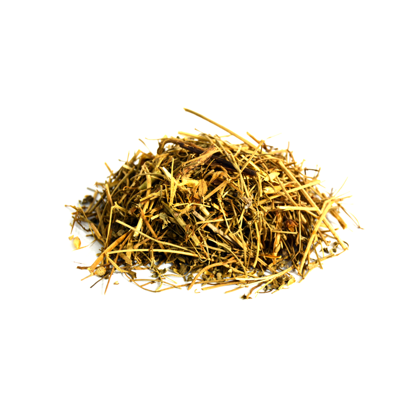 Spleenwort (Chitrak,Cheeta lakri)