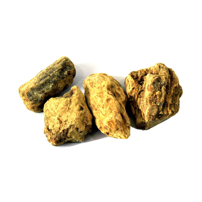 Ral Safaid (Sal Tree)